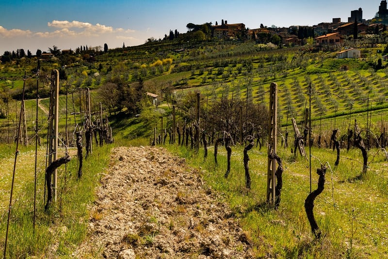 Tuscany Vineyard