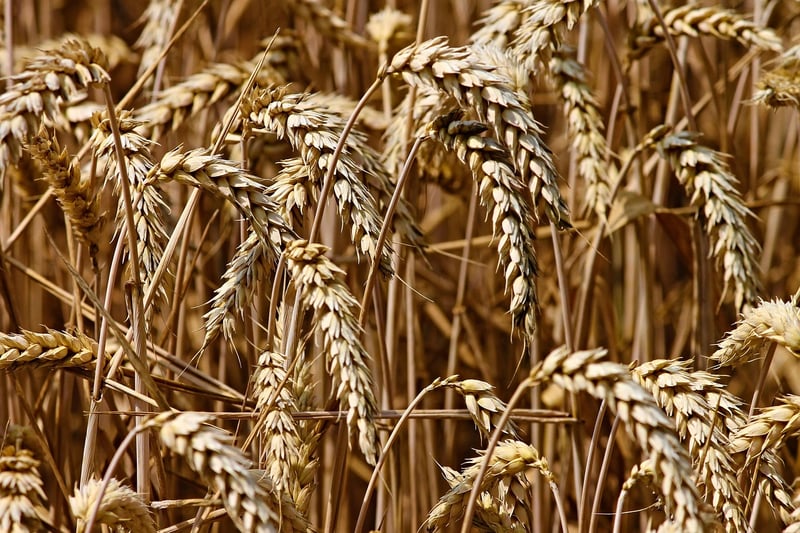 Wheat field